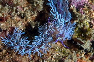 Raja Ampat 2019 - DSC07480_rc - Blue Dragon - Dragon bleu - Pteraeolidia ianthina